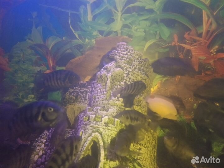 Аквариум