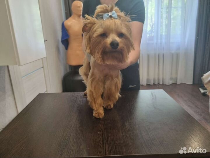 Стрижка собак и кошек