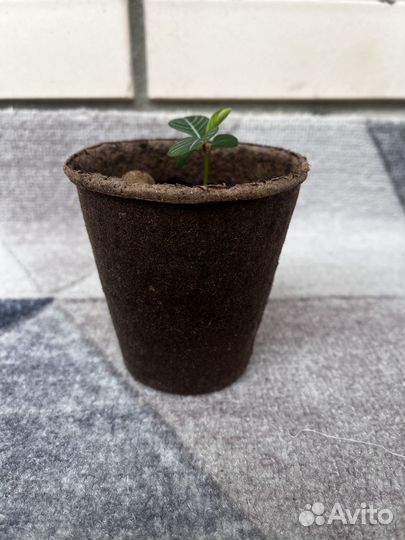 Декоративная пальма 