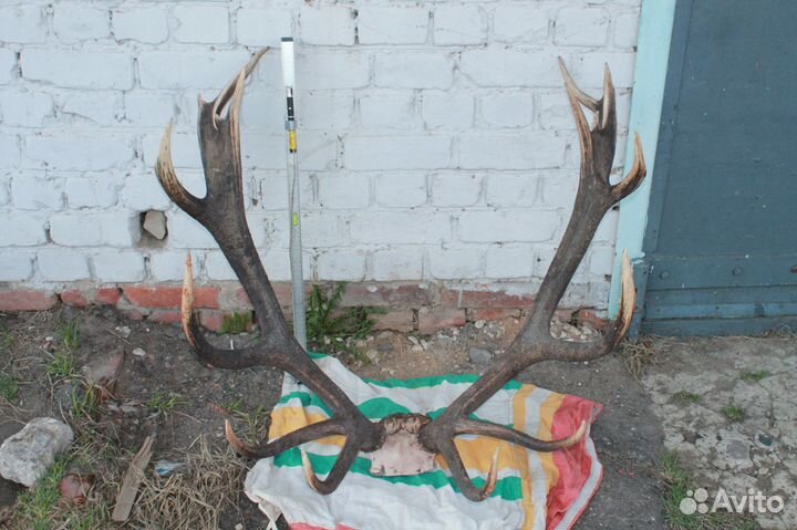 Большие рога оленя и медальон