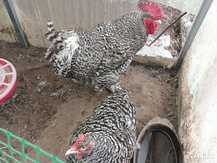 Цыплята, инкубационное яйцо, петухи