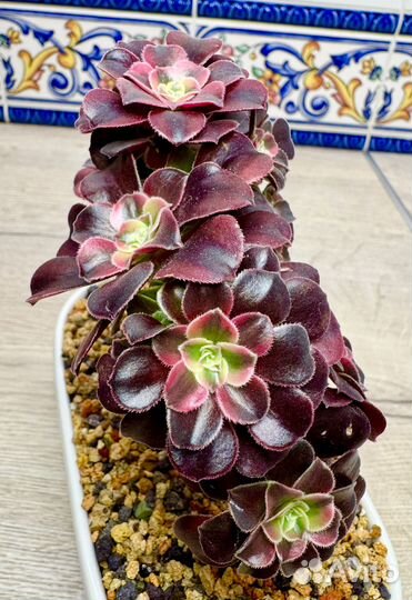 Эониум кристатный Медуза