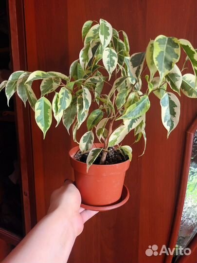 Комнатные растения