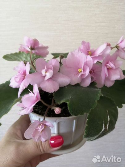 Фиалки темно бордового цвета, голубые и розовые