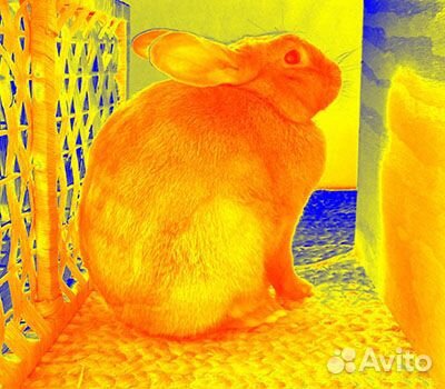 Тепловизионный прицел iRay Rico RH 50 LRF