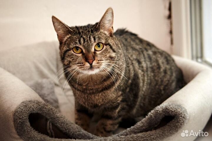 Ласковая кошка