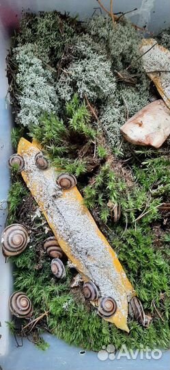 Улитки караколусы