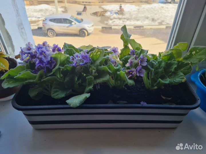 Декоративное растение Фиалки