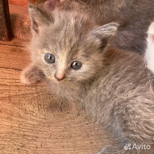 Котенок девочка