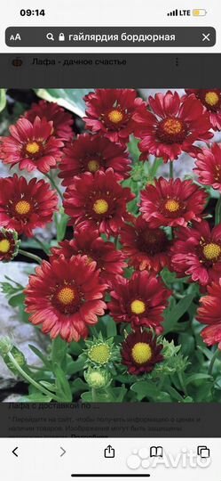 Гайлярдия бордюрная