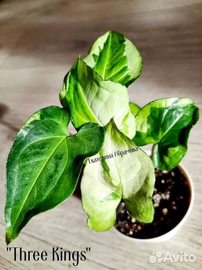 Сингониум Три Короля