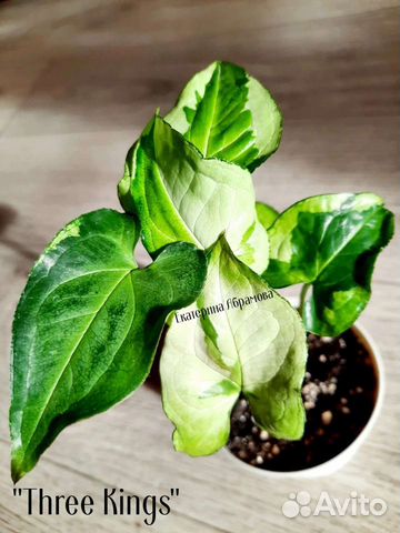 Сингониум Три Короля