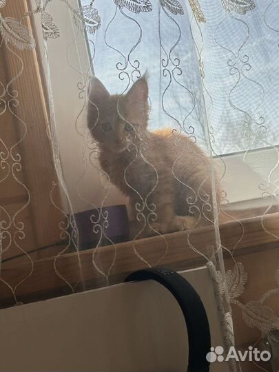 Котенок мейкун