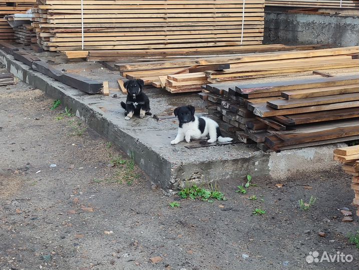 Щенки, девочки