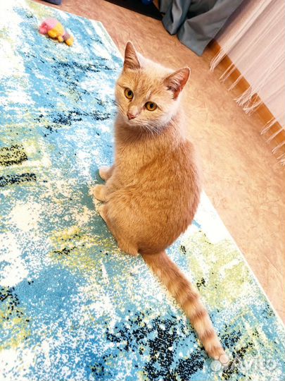 Отдам кошечку в добрые руки