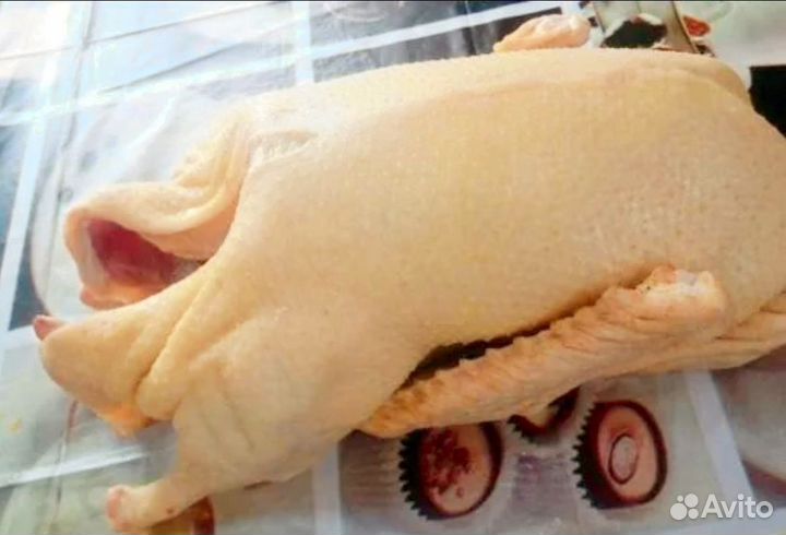 Гуси домашние