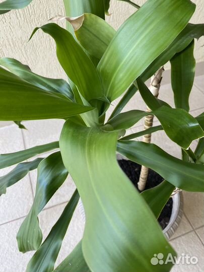 Драцена душистая /фрагранс