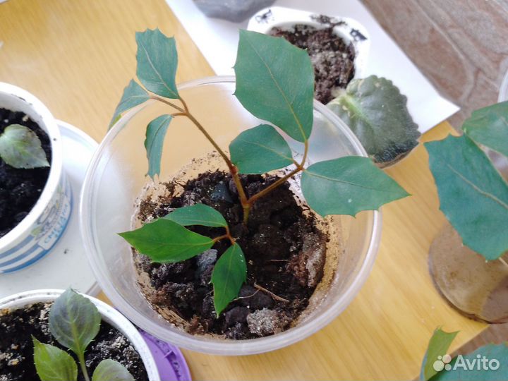 Циссус ромболистный (берёзка)