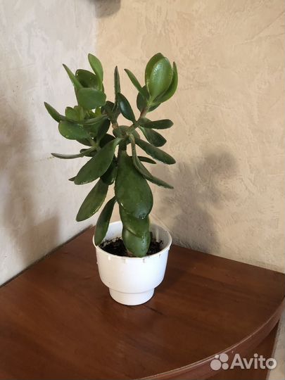 Комнатные растения цветы