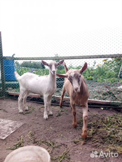 Продам козу и козла