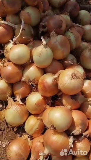 Лук репчатый оптом