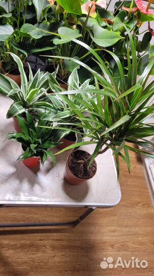 Пальма драцена