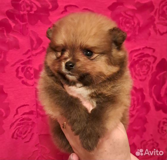 Померанский шпиц мини
