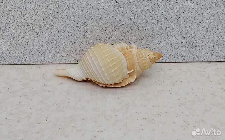 Анус 7,70 морская ракушка раковина