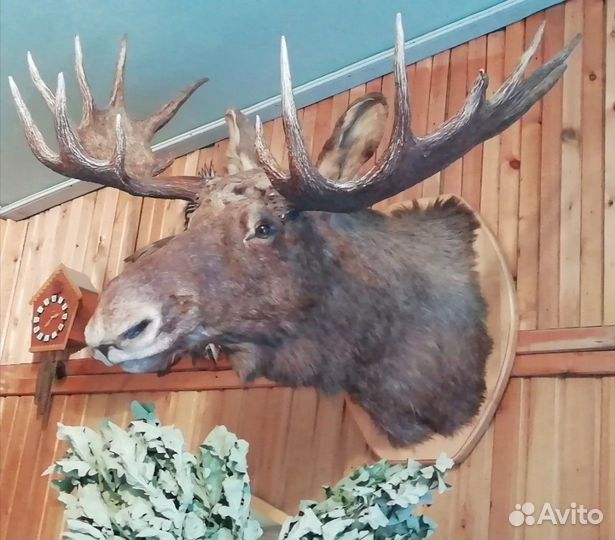 Чучело головы лося