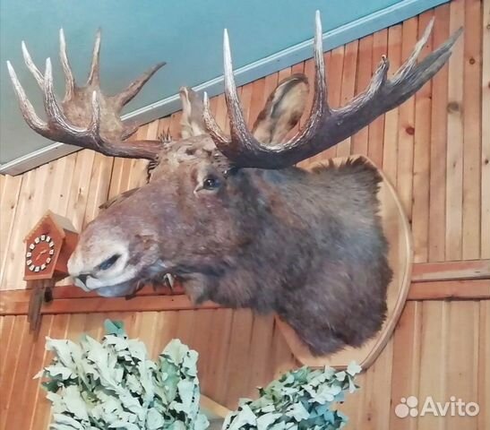 Чучело головы лося
