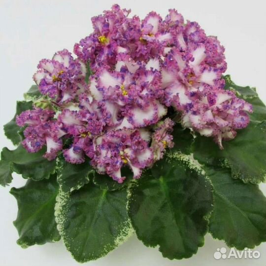 Фиалки (листы)