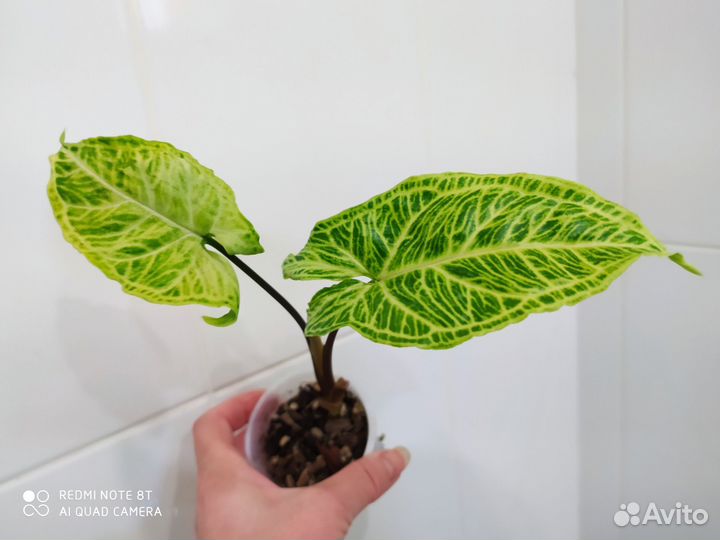 Сингониумы