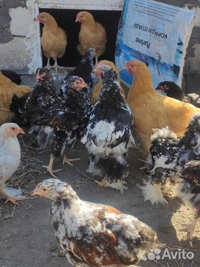 Цыплята орпингтоны