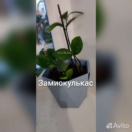 Комнатные растения цветы