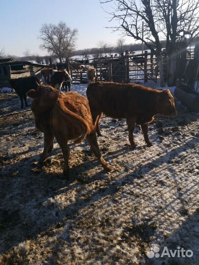 Быки живым весом продать