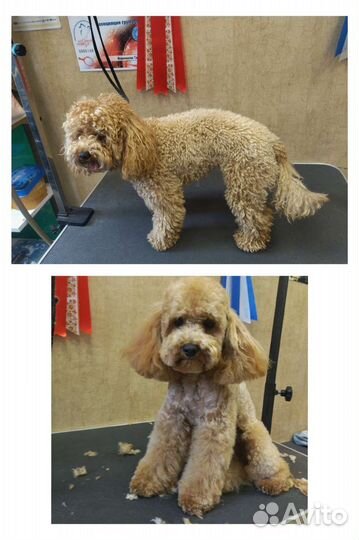 Груминг с выездом на дом