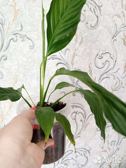 Спатифиллум