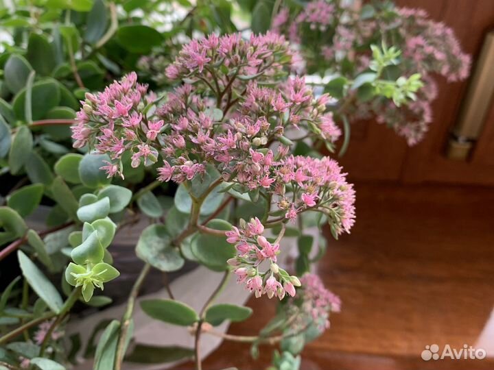 Очиток седум