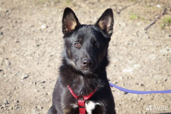 Щенок Герман метис лайки в дар