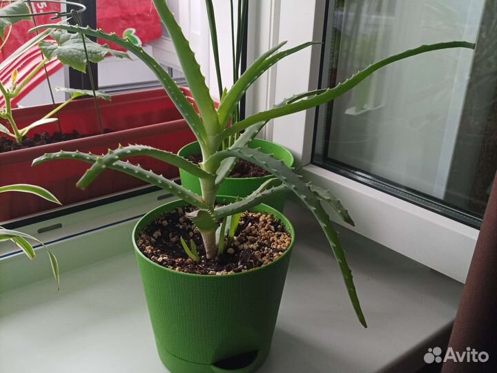 Алоэ лечебный