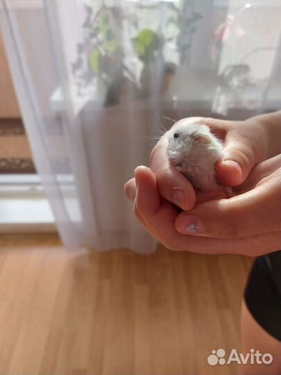 Джунгарский хомяк