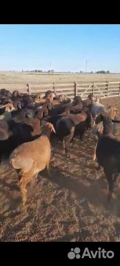 Гиссарские бараны