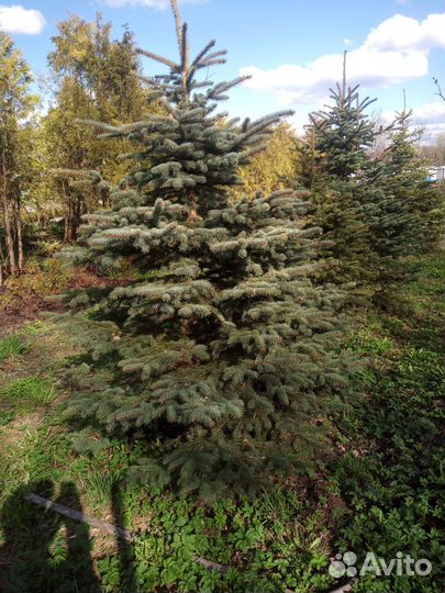 Ель голубая крупномер