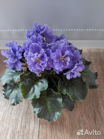 Сортовая фиалка