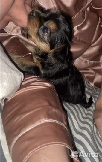 Йоркширский терьер девочка