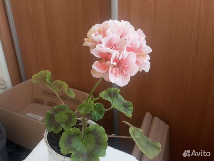 Герань пеларгония