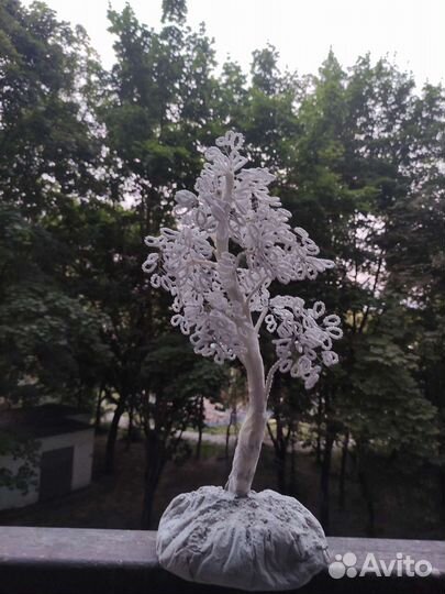 Можжевельник