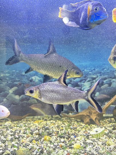 Акулий балу