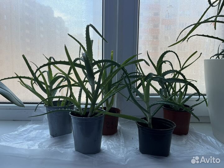 Алоэ столетник