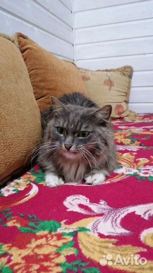 Кошка в дар бесплатно